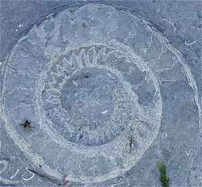Huge jurassic ammonites litter the shore.
