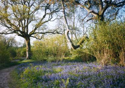 Bluebells